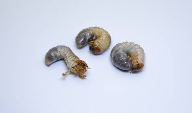 Beyaz arkaplandaki bir grup horoz larvasının yakın çekimi. Ayrıntılı çekim.