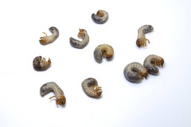 Beyaz arkaplandaki bir grup horoz larvasının yakın çekimi. Ayrıntılı çekim.