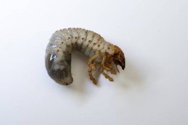 Melolontha larvasının beyaz arka plan makro fotoğrafçılığında izole edilmiş, horoz larvalarına yakın çekim