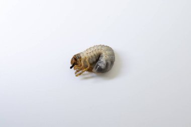 Melolontha larvasının beyaz arka plan makro fotoğrafçılığında izole edilmiş, horoz larvalarına yakın çekim