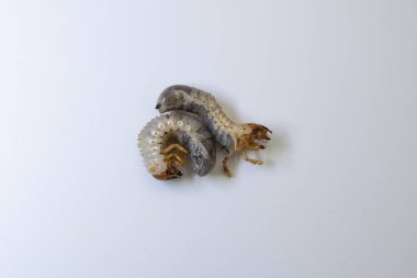 Beyaz arkaplandaki bir grup horoz larvasının yakın çekimi. Ayrıntılı çekim.