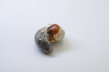 Melolontha larvasının beyaz arka plan makro fotoğrafçılığında izole edilmiş, horoz larvalarına yakın çekim