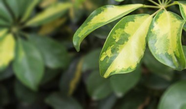 Schefflera arboricola yapraklarının Macro fotoğrafı. Parlak dokuya sahip canlı yeşil ve sarı yapraklar. Botanik, bahçe ya da eko-temalı tasarımlar ve arka planlar için harika.