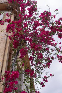 Pembe çiçekli Bougainvillea, bir şehir evinin duvarına tırmanıyor..
