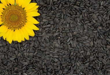  Ay çekirdeği yığınına yerleştirilmiş çiçek açan bir ayçiçeğinin yukarıdan görünüşü. Sağlıklı yemek ve petrol endüstrisi konuları için uygun tarım ürünü fotoğrafı.
