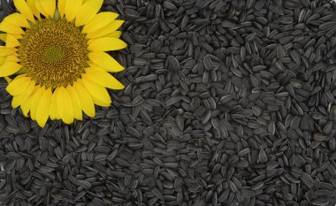  Ay çekirdeği yığınına yerleştirilmiş çiçek açan bir ayçiçeğinin yukarıdan görünüşü. Sağlıklı yemek ve petrol endüstrisi konuları için uygun tarım ürünü fotoğrafı.