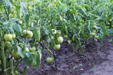 Kırsal bir sebze bahçesinde yetişen olgunlaşmamış yeşil domatesler. Tarım konsepti, organik tarım, ev yapımı gıda, yaz hasadı ve doğal tarım.