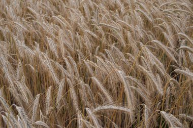 Bulutlu bir yaz gününde olgunlaşmış çavdar tarlasının yakın görüntüsü. Rüzgarda hareket eden altın organik tahıl. Doğal gıda, kırsal tarım ve çevre dostu tarımın sembolü..