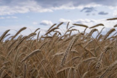 Bulutlu gökyüzünün altında sallanan olgun kulaklı altın çavdar tarlası. Ekolojik tarım, hasat, organik gıda ve kırsal yaşam tarzı temaları için tarım geçmişi. Doğal mevsimsel kır manzarası.