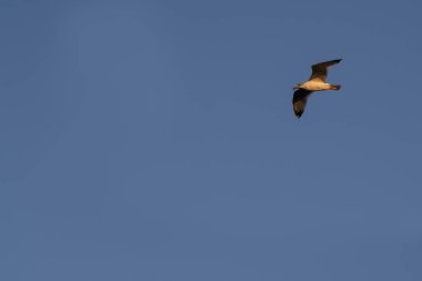 Altın saat boyunca açık mavi gökyüzünde uçan martılar. Minimalist vahşi yaşam fotoğrafı, hareket halindeki kuşla ve kopyalama alanıyla. Doğal özgürlük, uçmak ve gökyüzü kavramı.