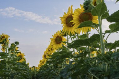 Bir ayçiçeğinin makro görüntüsü koyu arkaplanda yarı çiçek açar. Parlak yapraklar ve detaylı tohum deseni, yaz doğası, tarım ve botanik temalar için ideal çarpıcı bir karşıtlık yaratır..