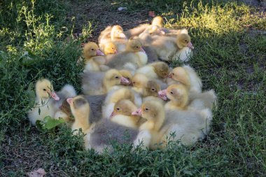 Dışarıda yerde dikilen bir grup tüylü yavru kuş. Çiftlik avlusunda tüyleri sarı olan sevimli bebek kazlar, doğal ışığın tadını çıkarıyorlar..