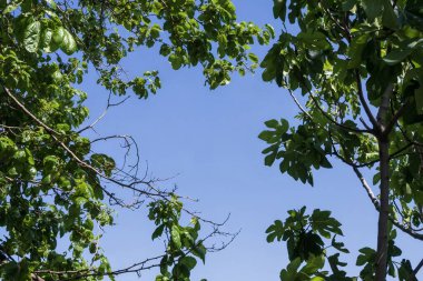Ağaçların taze yeşil yaprakları açık mavi gökyüzünün etrafında doğal bir çerçeve oluşturuyor. Fotokopi alanı ile yaz mevsimi arka planı, temiz ortamı, ekolojiyi, tazeliği ve rahatlamayı sembolize eder..