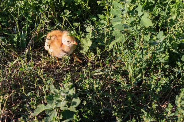 Küçük bir tavuk güneşli bir günde taze yeşil çimlerde oturur ve yürür. Büyümenin erken safhalarındaki çiftlik kuşları. Çiftçilik ve çiftlik hayvanı temaları için ideal.