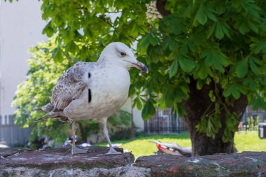 Şehir parkında, motosikletler ve yeşilliklerle çevrili taş bir duvarda duran martı. Ayrıntılı yakın çekim, yüksek kalitede tüy dokusu, doğal ışık ve kentsel yaban hayatı atmosferini gösteriyor..