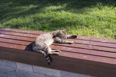 Güneş ışığında kahverengi ahşap bir bankta dinlenen çizgili bir tekir kedi. Rahat evcil hayvan, sıcak havanın tadını çıkarıyor, yeşil çimenlerin üzerinde kapalı gözlerle rahatça uzanıyor..
