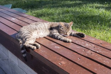 Güneş ışığında kahverengi ahşap bir bankta dinlenen çizgili bir tekir kedi. Rahat evcil hayvan, sıcak havanın tadını çıkarıyor, yeşil çimenlerin üzerinde kapalı gözlerle rahatça uzanıyor..