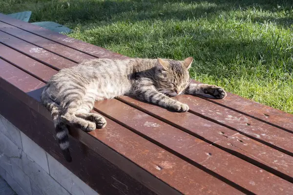 Güneş ışığında kahverengi ahşap bir bankta dinlenen çizgili bir tekir kedi. Rahat evcil hayvan, sıcak havanın tadını çıkarıyor, yeşil çimenlerin üzerinde kapalı gözlerle rahatça uzanıyor..