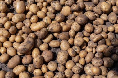 Hasattan sonra yıkanmamış çiğ patateslerin yakın plan görüntüsü, açık havada yerde yatıyor. Kırsal tarımı, organik sebzeleri ve gıda tarımını resmetmek için tarım geçmişi.