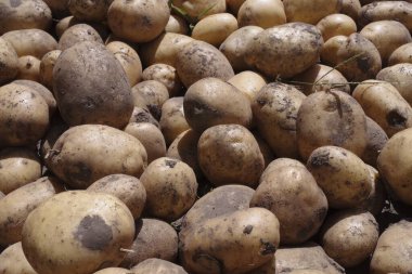 Hasattan sonra yıkanmamış çiğ patateslerin yakın plan görüntüsü, açık havada yerde yatıyor. Kırsal tarımı, organik sebzeleri ve gıda tarımını resmetmek için tarım geçmişi.