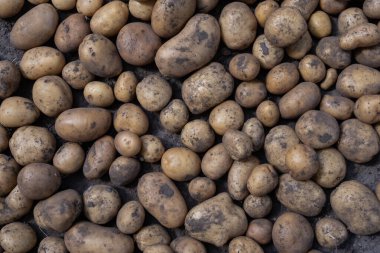 Hasattan sonra yıkanmamış çiğ patateslerin yakın plan görüntüsü, açık havada yerde yatıyor. Kırsal tarımı, organik sebzeleri ve gıda tarımını resmetmek için tarım geçmişi.