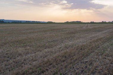 Sıcak bir yaz günbatımının altında altın sakalla kaplanmış kırsal tarlalar. Yumuşak ışık desenli zemini aydınlatıyor, kırsal kesimde barış ve tarım geleneklerini çağrıştırıyor.