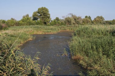 Uzun kamışların, su bitkilerinin olduğu sakin suların ve arka planda sık orman bitkilerinin olduğu yaz suları sahnesi. Berrak gökyüzü altında sakin doğal bataklık ortamı.