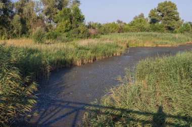 Uzun kamışların, su bitkilerinin olduğu sakin suların ve arka planda sık orman bitkilerinin olduğu yaz suları sahnesi. Berrak gökyüzü altında sakin doğal bataklık ortamı.