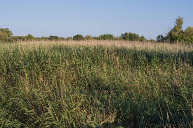 Uzun kamışların, su bitkilerinin olduğu sakin suların ve arka planda sık orman bitkilerinin olduğu yaz suları sahnesi. Berrak gökyüzü altında sakin doğal bataklık ortamı.