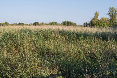 Uzun kamışların, su bitkilerinin olduğu sakin suların ve arka planda sık orman bitkilerinin olduğu yaz suları sahnesi. Berrak gökyüzü altında sakin doğal bataklık ortamı.