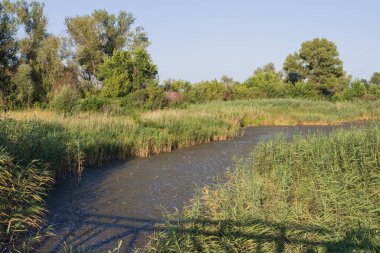 Uzun kamışların, su bitkilerinin olduğu sakin suların ve arka planda sık orman bitkilerinin olduğu yaz suları sahnesi. Berrak gökyüzü altında sakin doğal bataklık ortamı.