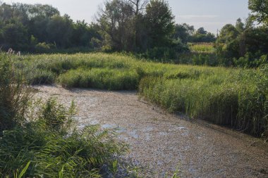 Uzun kamışların, su bitkilerinin olduğu sakin suların ve arka planda sık orman bitkilerinin olduğu yaz suları sahnesi. Berrak gökyüzü altında sakin doğal bataklık ortamı.