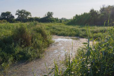 Uzun kamışların, su bitkilerinin olduğu sakin suların ve arka planda sık orman bitkilerinin olduğu yaz suları sahnesi. Berrak gökyüzü altında sakin doğal bataklık ortamı.
