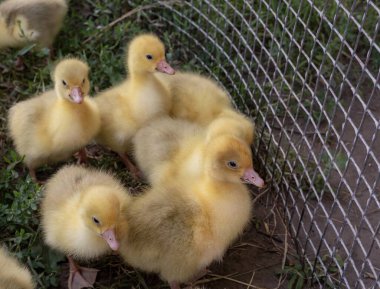 Çimlerin üzerinde birbirine yakın duran sevimli sarı ördek sürüsü. Çiftlik, ilkbahar, vahşi yaşam ve Paskalya temalı yaratıcı projeler için mükemmel..