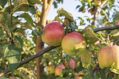Elma ağacında yetişen olgun kırmızı elmalar ve güneş ışığında yeşil yapraklar. Doğal meyve bahçesi arka planı, organik meyve, sağlıklı beslenme, tarım ve tarım kavramı, gıda ve doğa temaları için mükemmel.