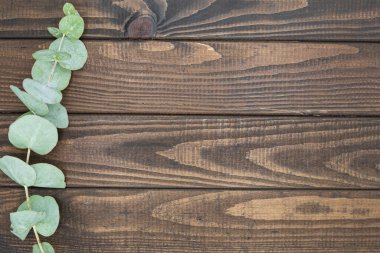 Karanlık ahşap arka planda okaliptüs dalı. Dokulu kalasları, minimum bileşimi ve yeşil yaprakları olan kırsal doğal bir ortam. Yemek tasarımı, ürün modellemeleri veya çevre dostu tasarımlar için idealdir..