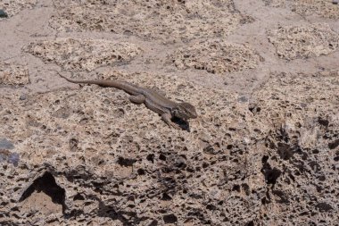 Vahşi kertenkele volkanik taş duvarda güneşleniyor. Sürüngen derisi dokusunun ve gözenekli kayanın detaylı makro görüntüsü, güney bölgelerindeki kayalık kuru alanlarda vahşi yaşama adaptasyonunu ve hayatta kalmayı gösteriyor..