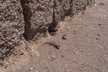 Vahşi kertenkele volkanik taş duvarda güneşleniyor. Sürüngen derisi dokusunun ve gözenekli kayanın detaylı makro görüntüsü, güney bölgelerindeki kayalık kuru alanlarda vahşi yaşama adaptasyonunu ve hayatta kalmayı gösteriyor..