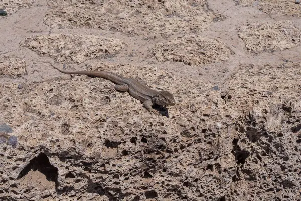 Vahşi kertenkele volkanik taş duvarda güneşleniyor. Sürüngen derisi dokusunun ve gözenekli kayanın detaylı makro görüntüsü, güney bölgelerindeki kayalık kuru alanlarda vahşi yaşama adaptasyonunu ve hayatta kalmayı gösteriyor..