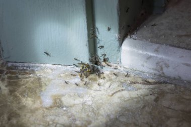 İçerde bir eşekarısı taşıyan ve tüketen karınca kolonisi. Makro böcek ekip çalışması ve hayatta kalma içgüdüsü konsepti. Ev ortamındaki böceklerin doğal davranışları ve haşere kontrolü.