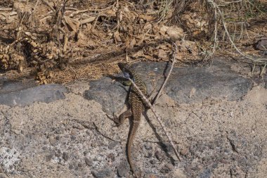 İspanya, Tenerife 'deki kanarya kertenkelesi Gallotia galloti. Renkli pulları ve volkanik arazide uzun kuyruğu olan ve kuru bitki örtüsü olan vahşi bir sürüngen. Vahşi yaşam yakın plan ve doğa geçmişi.