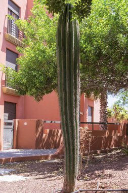 Dikey kolon kaktüsü, ağaçlar ve modern bina arka planıyla yerleşim bölgesinde. Kentsel çevrede gelişen egzotik çöl bitkileri dayanıklılık, hayatta kalma ve adaptasyonu simgeler..