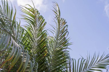 Sunlit palm tree fronds with blue sky in the background. Exotic tropical scene symbolizing vacation, relaxation, travel, and summer vibes, ideal for tourism, wellness, and holiday design concepts.