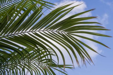 Sunlit palm tree fronds with blue sky in the background. Exotic tropical scene symbolizing vacation, relaxation, travel, and summer vibes, ideal for tourism, wellness, and holiday design concepts.