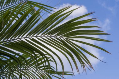 Sunlit palm tree fronds with blue sky in the background. Exotic tropical scene symbolizing vacation, relaxation, travel, and summer vibes, ideal for tourism, wellness, and holiday design concepts.