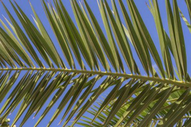 Sunlit palm tree fronds with blue sky in the background. Exotic tropical scene symbolizing vacation, relaxation, travel, and summer vibes, ideal for tourism, wellness, and holiday design concepts.