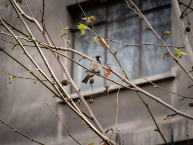 Sooty Bulbul. Bulbul Con Cabeza De Holln Pycnonotus Aurigaster. Sooty Bulbul  in the branches of a tree in the city. Santiago de Chile clipart