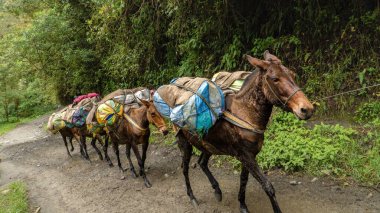 A group of pack mules carrying heavy loads walks along a rugged, muddy trail in a lush mountainous region, surrounded by dense vegetation clipart