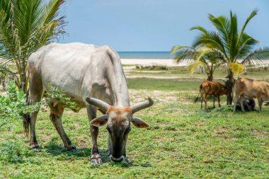 Kavisli boynuzları olan büyük bir inek tropik bir plajın yakınında yeşil çimlerde otlarken, diğer inekler arka plandaki palmiye ağaçlarının altında dinleniyor ve besleniyorlar.