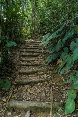 Ormanda dolambaçlı yol. Doğada kayalık bir yol. Dağın içinden